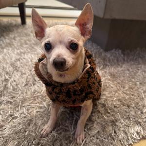 Funky Town 14510, Chihuahua, Short Coat, senior, available for adoption
