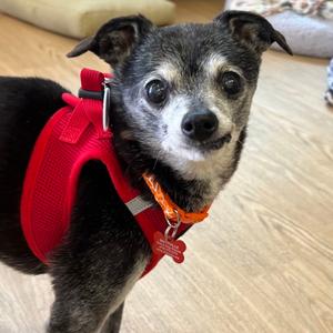 Cleopatra 14486, Greyhound, Italian, senior, available for adoption