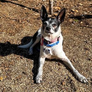Doctor Goodwin 14270, Chihuahua, Short Coat, senior, available for adoption