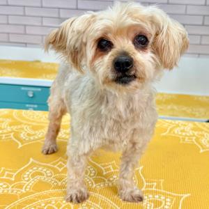 Foam 14571, Terrier, Yorkshire, Yorkie, senior, available for adoption