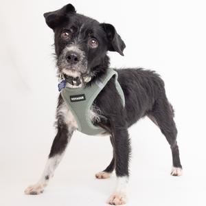 A black and white dog wearing a green harness