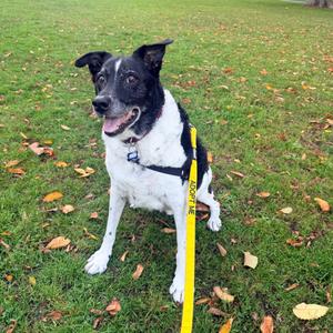 A black and white dog sitting on a grassy field with a yellow leash attached to its harness.