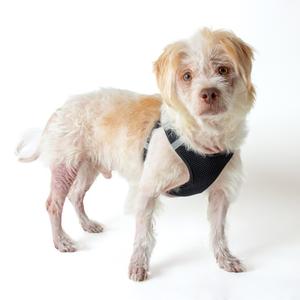 A small dog with light brown and white fur standing on a white background. The dog is wearing a black harness and has a fluffy tail.