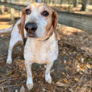 Sweetie Pie, Mixed Breed (Medium), available for adoption