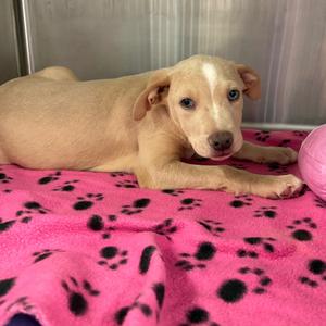 Howard, Mixed Breed (Medium), available for adoption