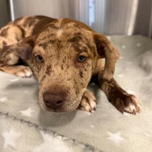 Bernadette, Mixed Breed (Medium), available for adoption