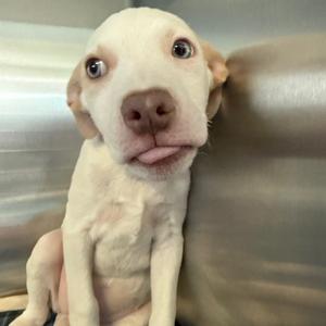 a white puppy with floppy ears and big eyes