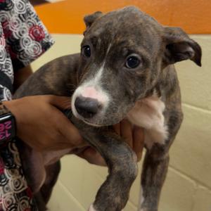 Piper, Mixed Breed (Medium), available for adoption