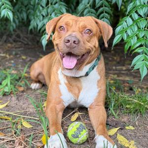 Randall, Mixed Breed (Large), adult, available for adoption
