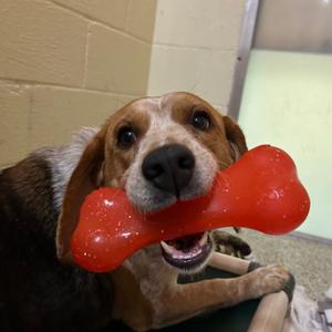 Indy, Beagle, adult, available for adoption