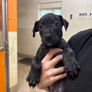 Hennessy, Mixed Breed (Medium), available for adoption