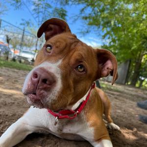 Jacob, Mixed Breed (Medium), young, available for adoption