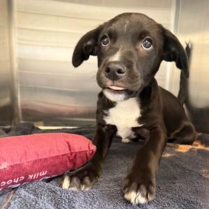 Sheldon, Mixed Breed (Medium), available for adoption