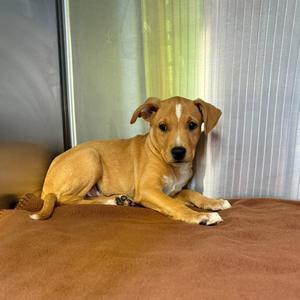 Leonard, Mixed Breed (Medium), available for adoption