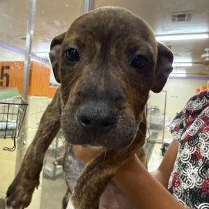 Katniss, Mixed Breed (Medium), available for adoption