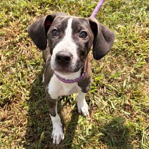 Gigi, Retriever, Black Labrador, available for adoption