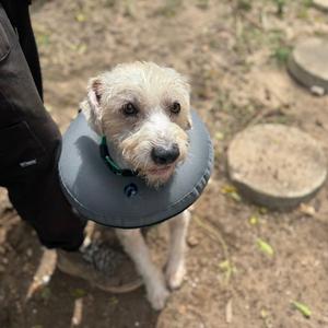 Scrump, Mixed Breed (Medium), young, available for adoption