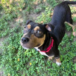 Hershey, Mixed Breed (Medium), available for adoption