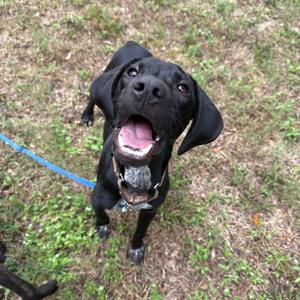 A black dog with a blue leash, looking up with its mouth open and tongue out, standing on grass.