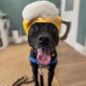 Snape, Mixed Breed (Medium), adult, available for adoption