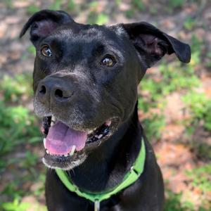 Snape, Mixed Breed (Medium), adult, available for adoption