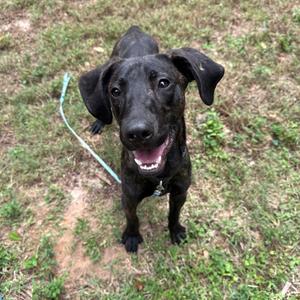 A black dog with floppy ears and a happy expression, standing on grass and looking up at the camera.