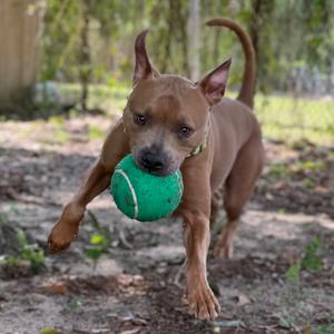 A brown dog running with a green tennis ball in its mouth.