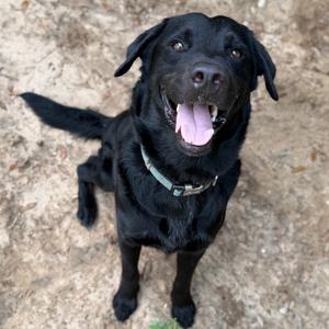 Broly, Mixed Breed (Large), young, available for adoption