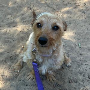 A small, scruffy dog with a light brown coat and a purple leash, sitting on a sandy surface.