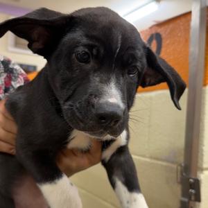 Bennett, Mixed Breed (Medium), available for adoption