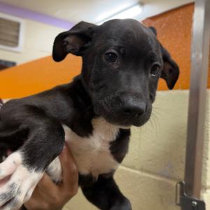 Sam, Mixed Breed (Medium), available for adoption
