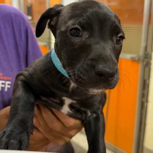 Sake, Mixed Breed (Medium), available for adoption