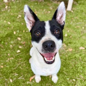Bear, Mixed Breed (Medium), young, available for adoption