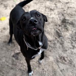 Babygirl, Mixed Breed (Medium), adult, available for adoption