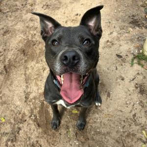 A black dog with a pink tongue sticking out, sitting on a dirt ground.