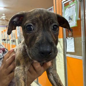Rue, Mixed Breed (Medium), available for adoption
