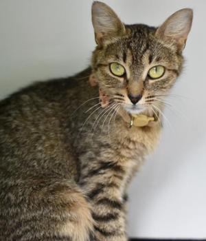 Harrietta, adult, available for adoption