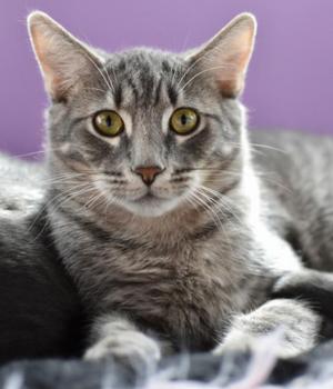 Comet, adult, available for adoption