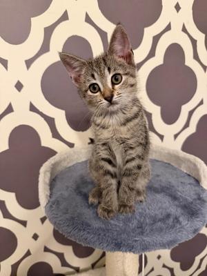 A gray tabby kitten sitting on a blue cat tree perch with a patterned wall background.