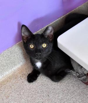 Carson, young, available for adoption