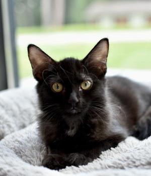 Chalupa, young, available for adoption