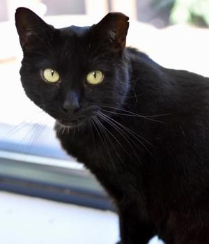 Chip, adult, available for adoption