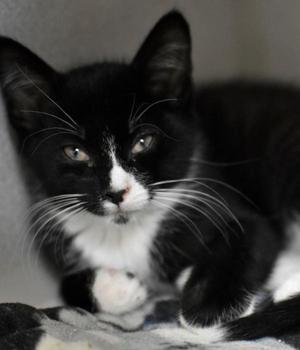 Kinko, young, available for adoption