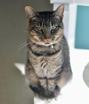 Firecracker, adult, available for adoption