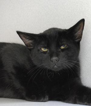 Archimedes, young, available for adoption