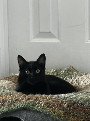 Bandit, adult, available for adoption