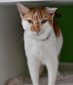 Jack, senior, available for adoption