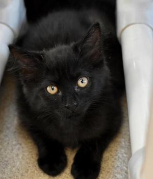Diced, young, available for adoption