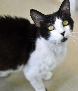 Cowboy, adult, available for adoption