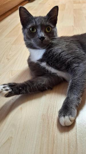 Daphne, adult, available for adoption